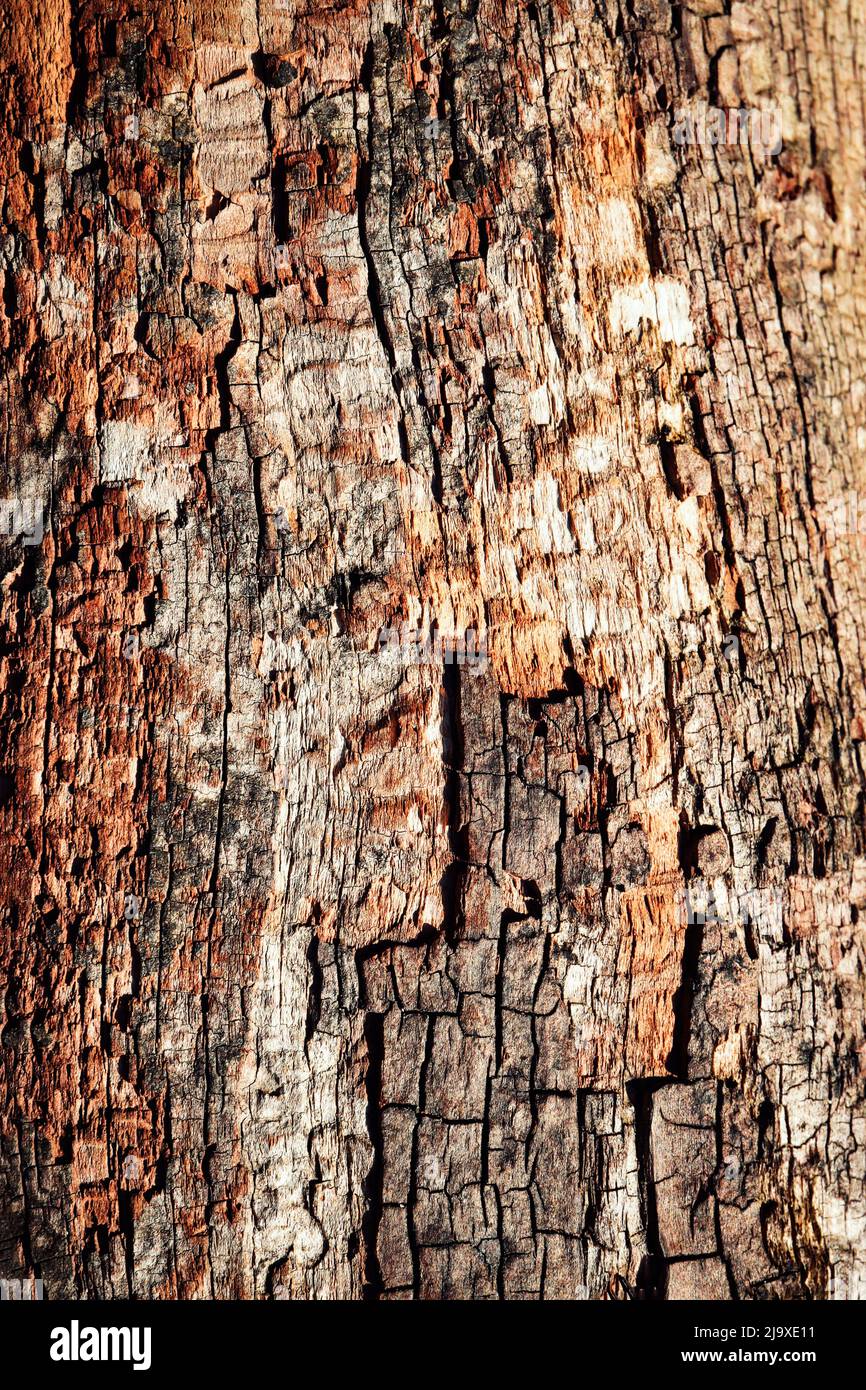 arrière-plan abstrait ou texture vieux bois avec de petites fissures Banque D'Images