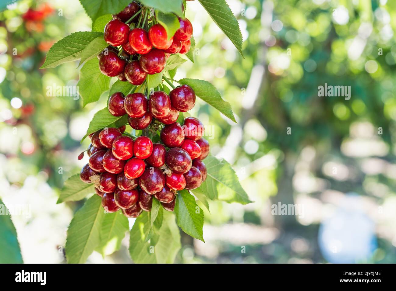 Gros plan des cerises biologiques rouges sur une succursale juste avant la récolte au début de l'été Banque D'Images