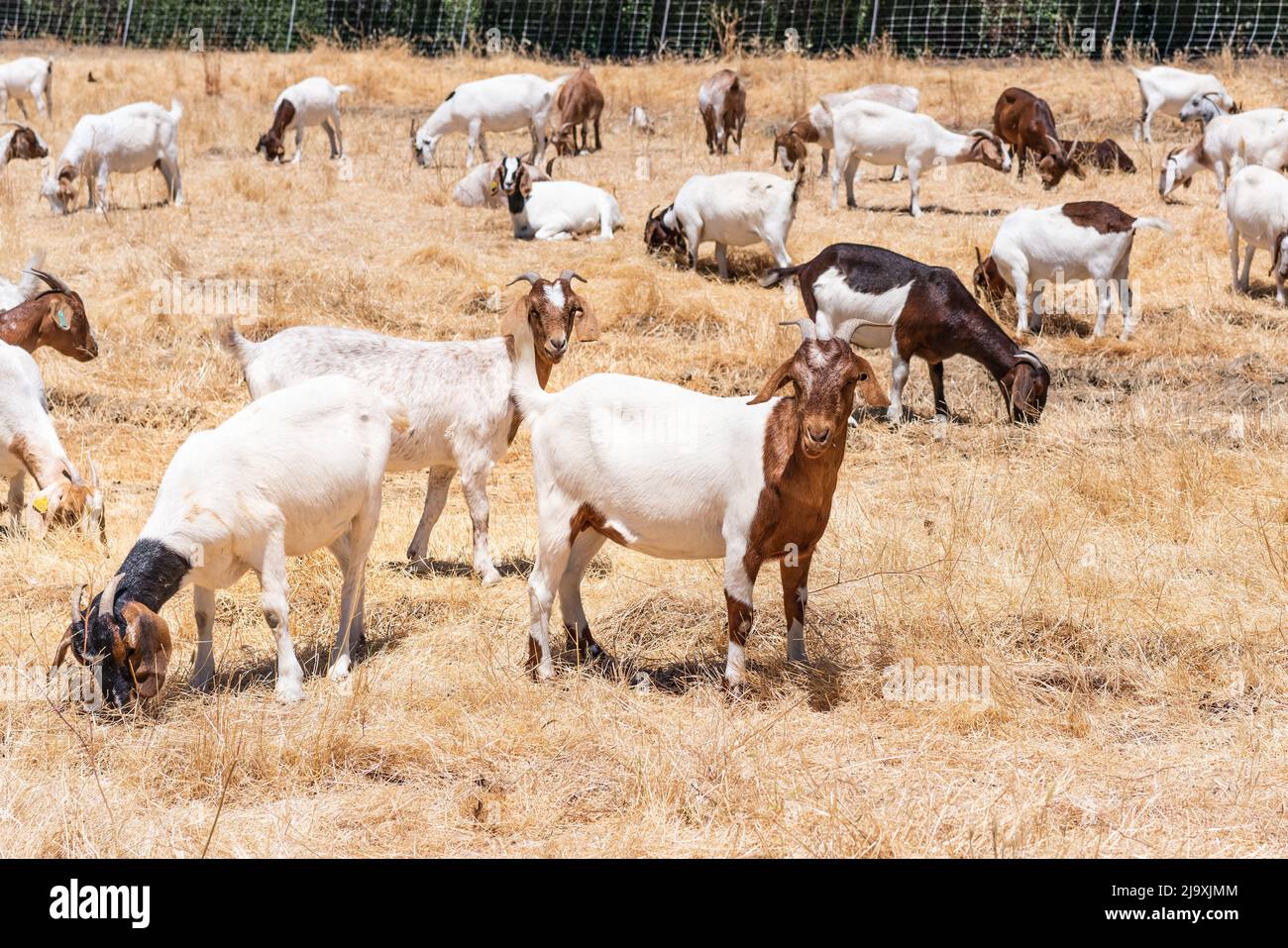 Troupeau de chèvres paître sur un champ dans la région de la baie est de San Francisco; les chèvres sont utilisées dans toute la Californie comme un outil de prévention des incendies de forêt, par le maintien Banque D'Images