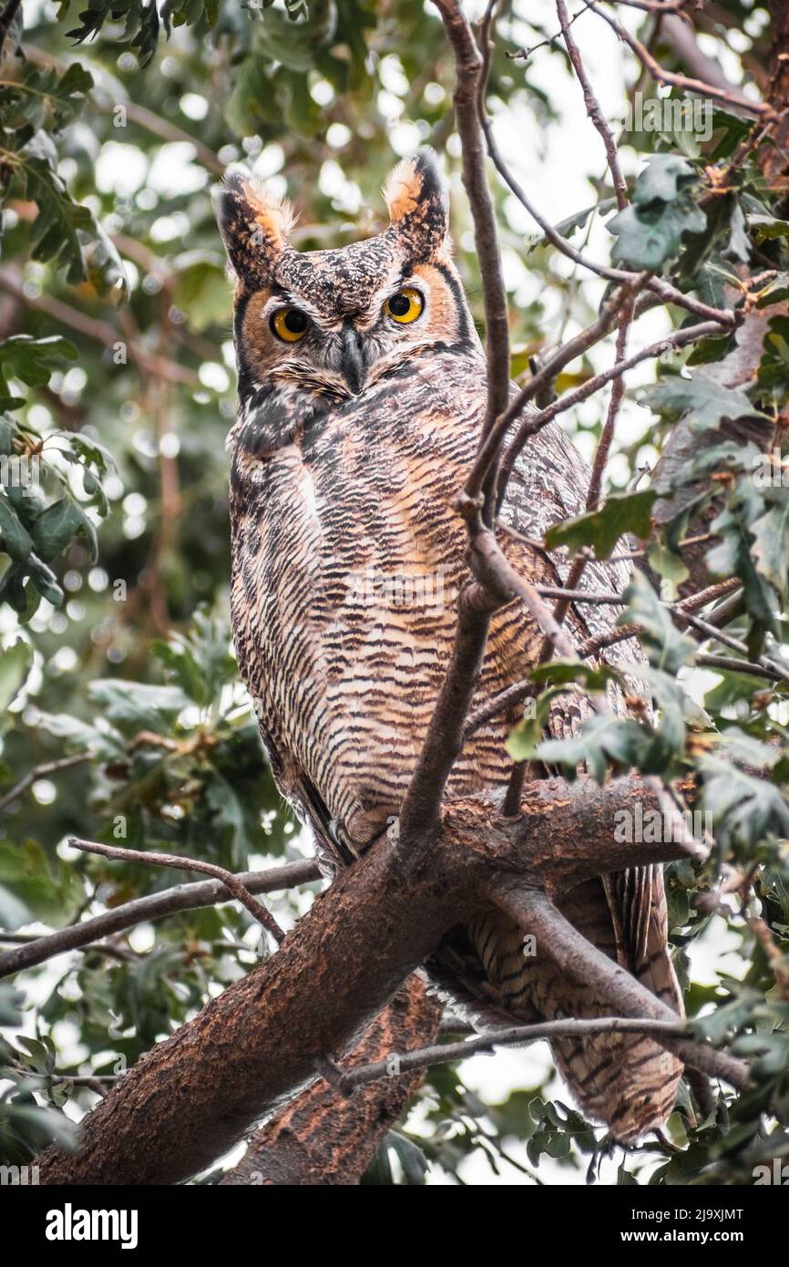 Grand hibou à cornes (Bubo virginianus) assis dans un chêne, regardant directement la caméra; région de la baie de San Francisco est, Californie Banque D'Images