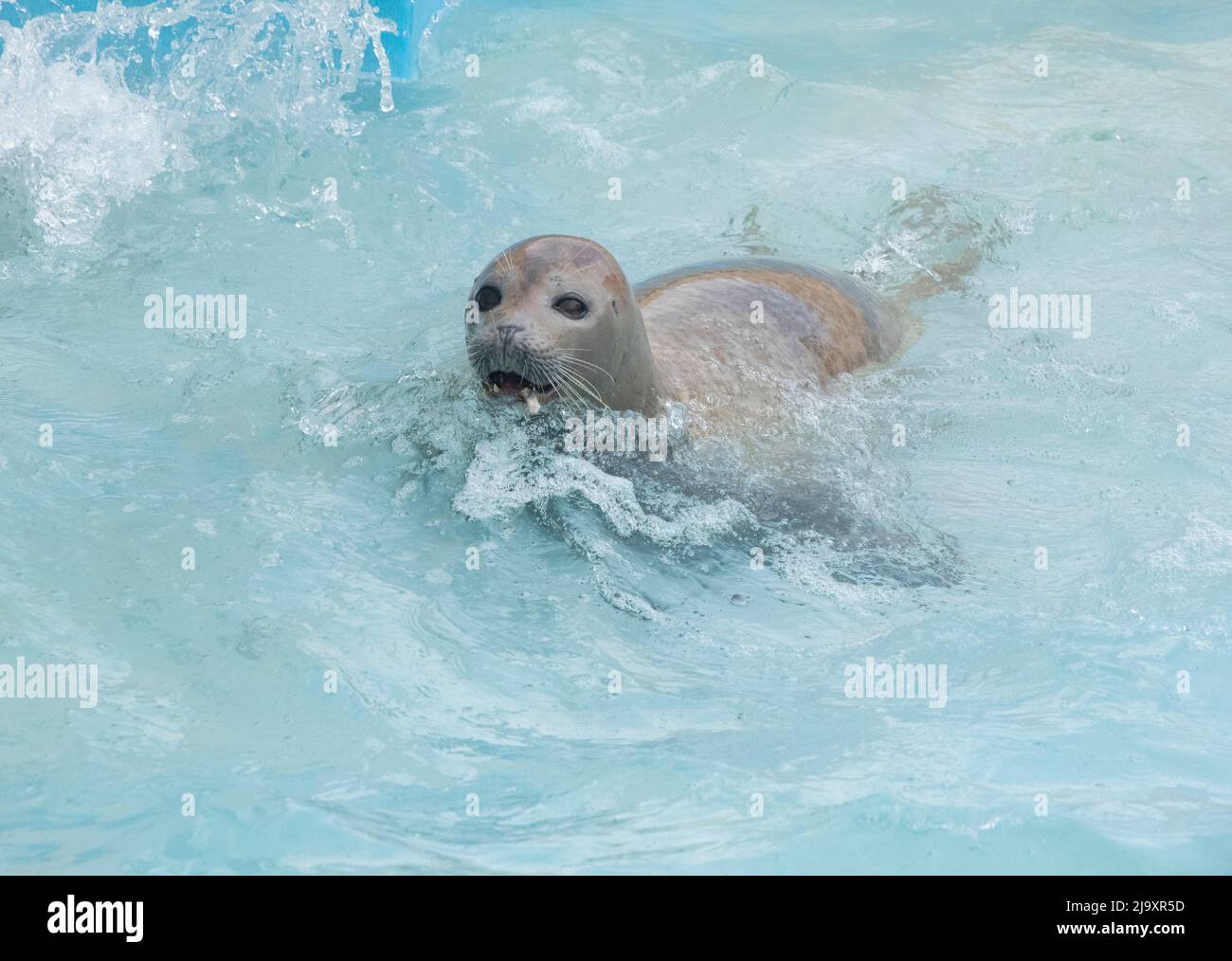 Scellez au sanctuaire de phoques de Natueland à Skegness, Lincolnshire. Natueland sauvetage et réhabiliter les pupes de phoque orphelines et blessées qui sont échoués sur Li Banque D'Images