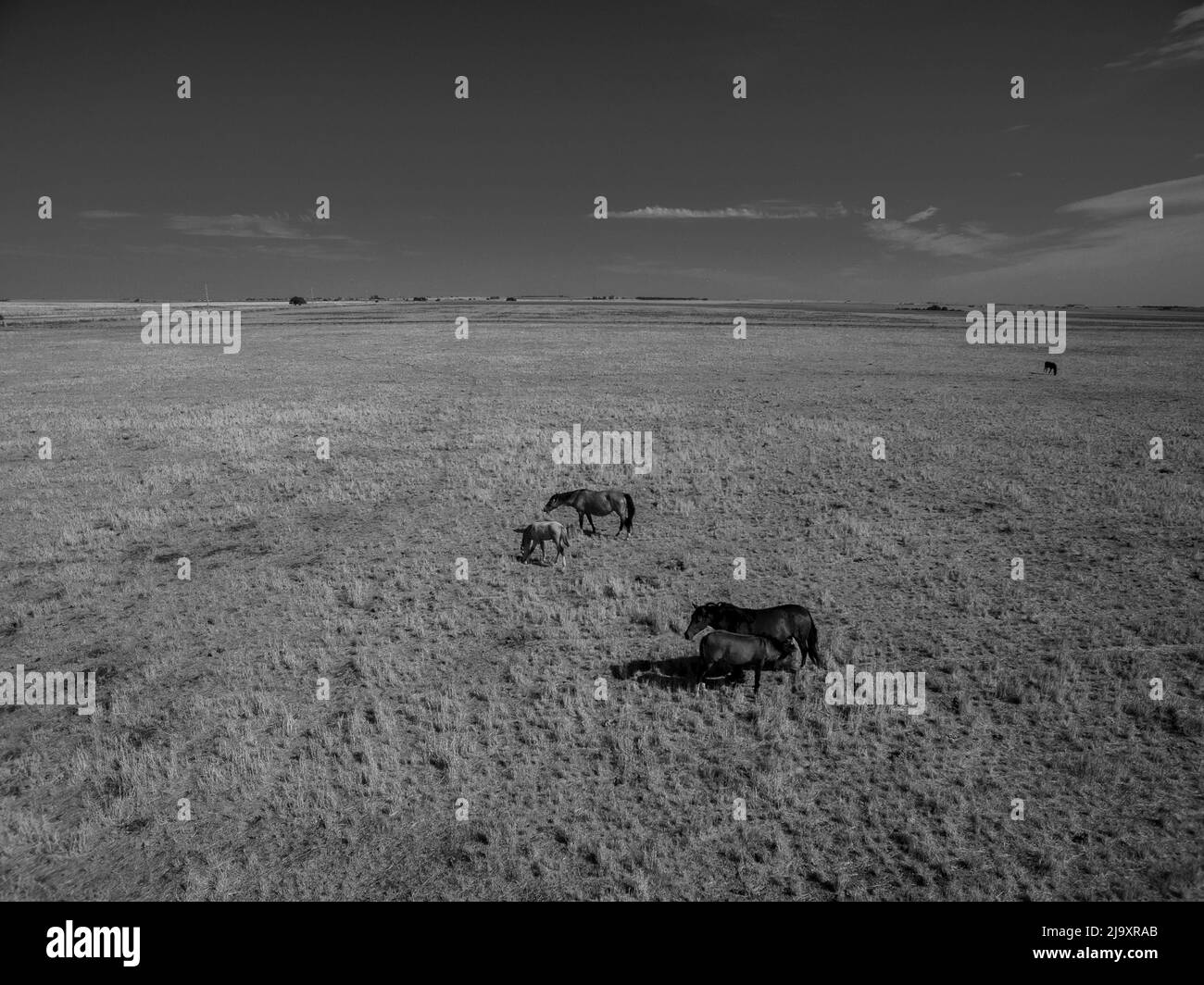 Chevaux dans la campagne des pampas, province de la Pampa, Patagonie, Argentine. Banque D'Images