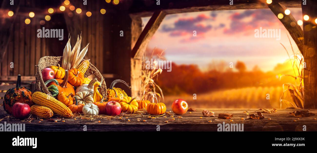 Panier de citrouilles, d'pommes et de maïs sur la table de récolte en Barn à porte ouverte et coucher de soleil - récolte et action de grâce Banque D'Images