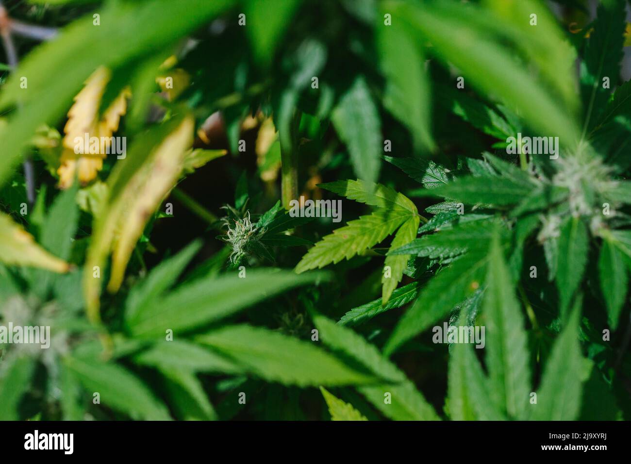 Gros plan sur les bourgeons, les feuilles et les trichomes du cannabis Banque D'Images