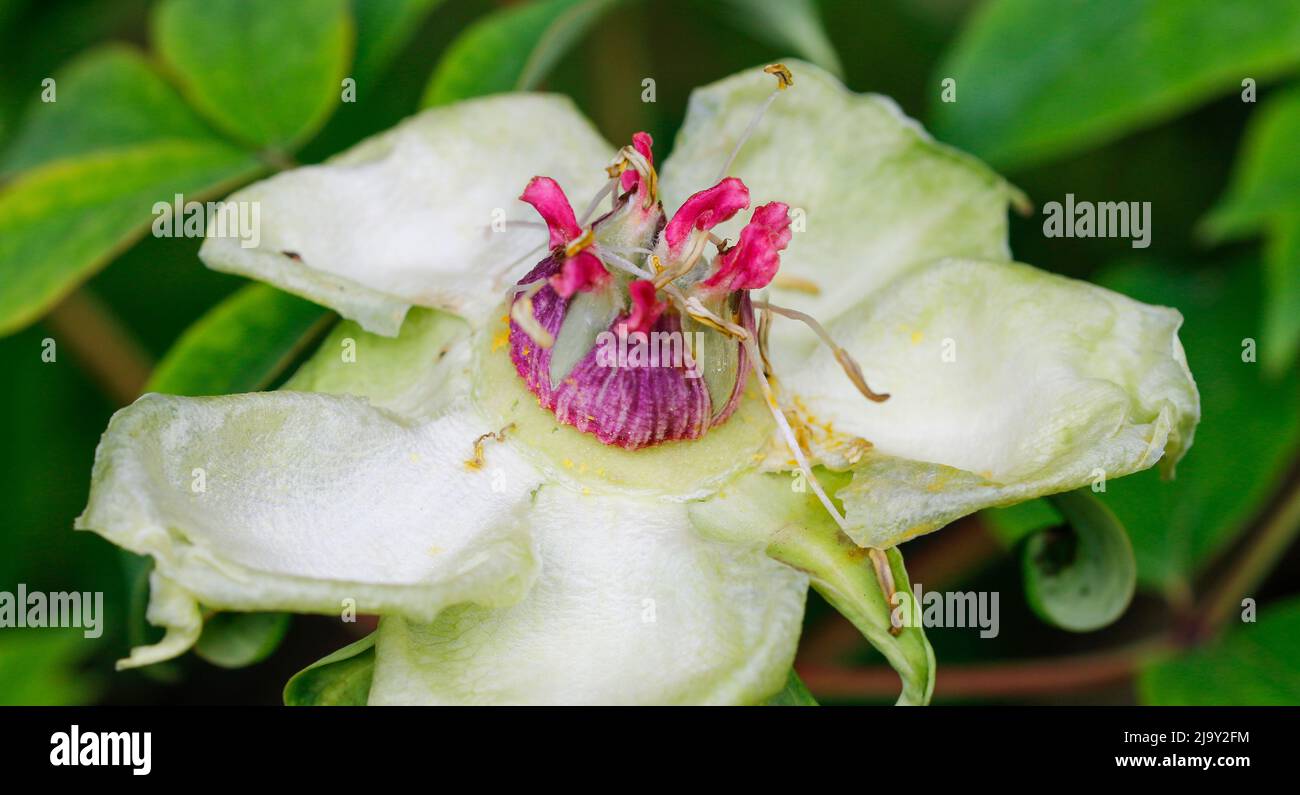 Graines de pivoine après la floraison Banque D'Images