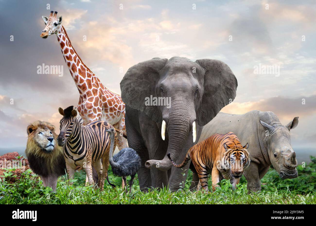 groupe d'animaux sauvages dans la jungle ensemble Banque D'Images