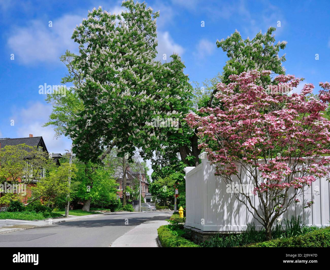 Rue résidentielle avec arbres fleuris au printemps, châtaignier et cornouiller rose Banque D'Images