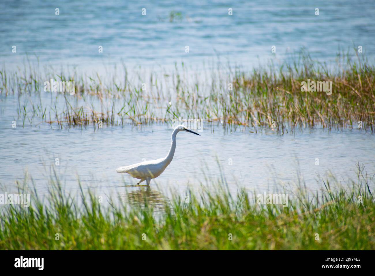 Oiseau aigrette Banque D'Images