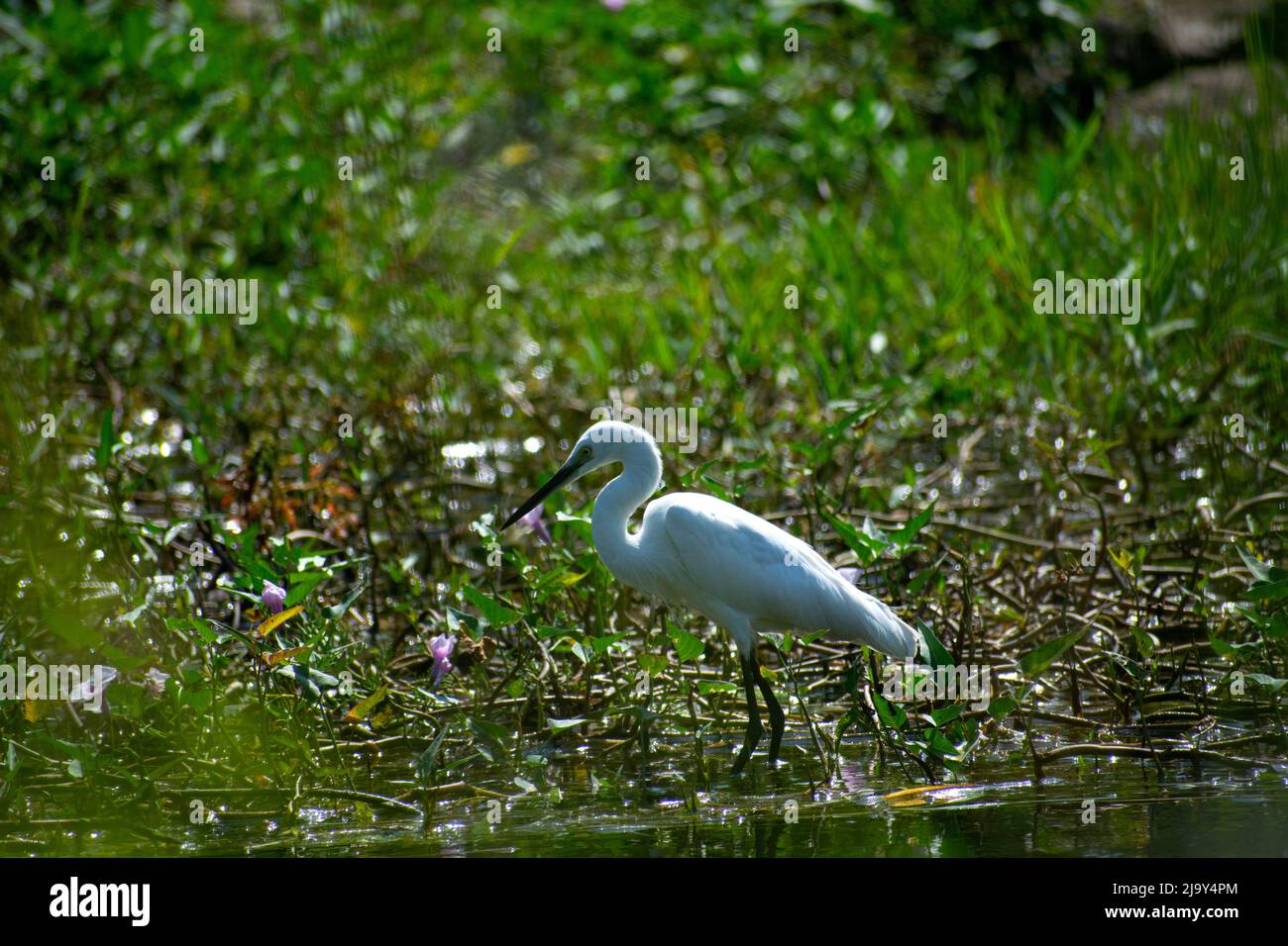 Oiseau aigrette Banque D'Images
