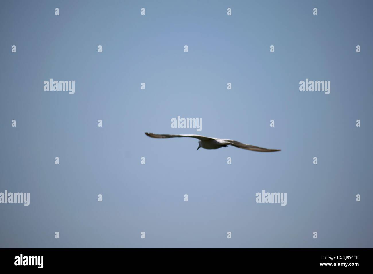 Oiseau aigrette Banque D'Images