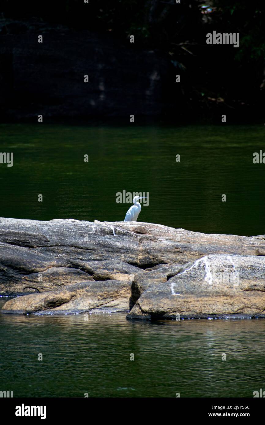 Oiseau aigrette Banque D'Images
