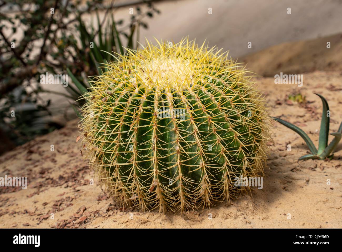 Le beau grand cactus planté dans un jardin botanique. Grand cactus rond. Banque D'Images