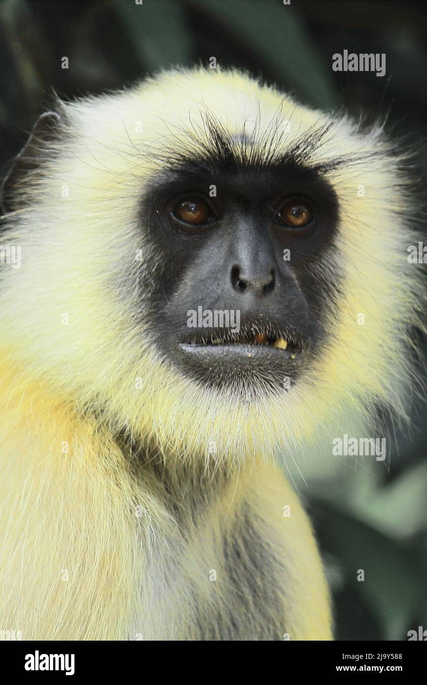 un langur gris du nord ou langur hanuman (semnopithecus entellus) regarde la caméra Banque D'Images