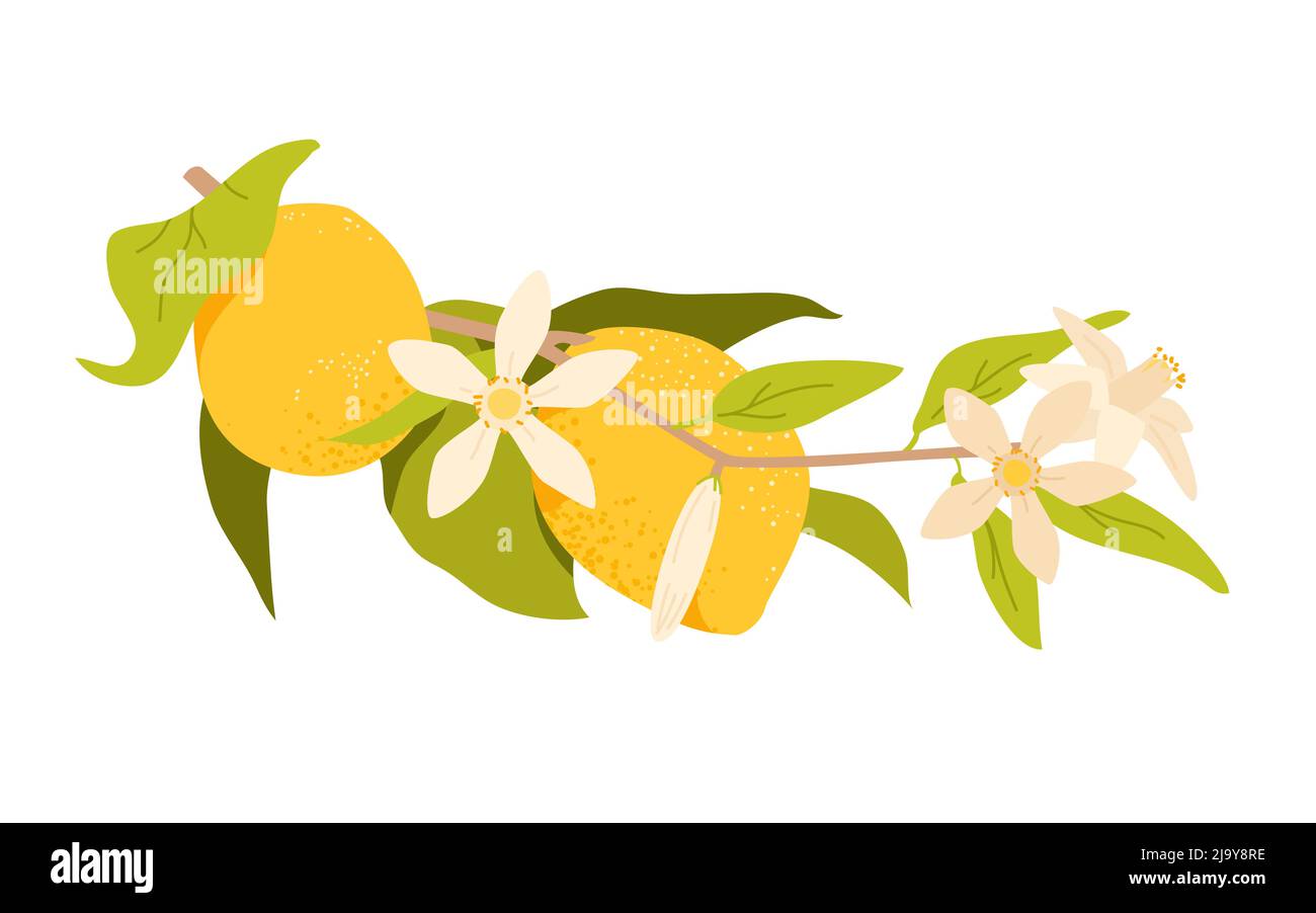 Fruit de citron accroché à la branche avec des feuilles vertes et fleur de fleur, arbre tropical Illustration de Vecteur