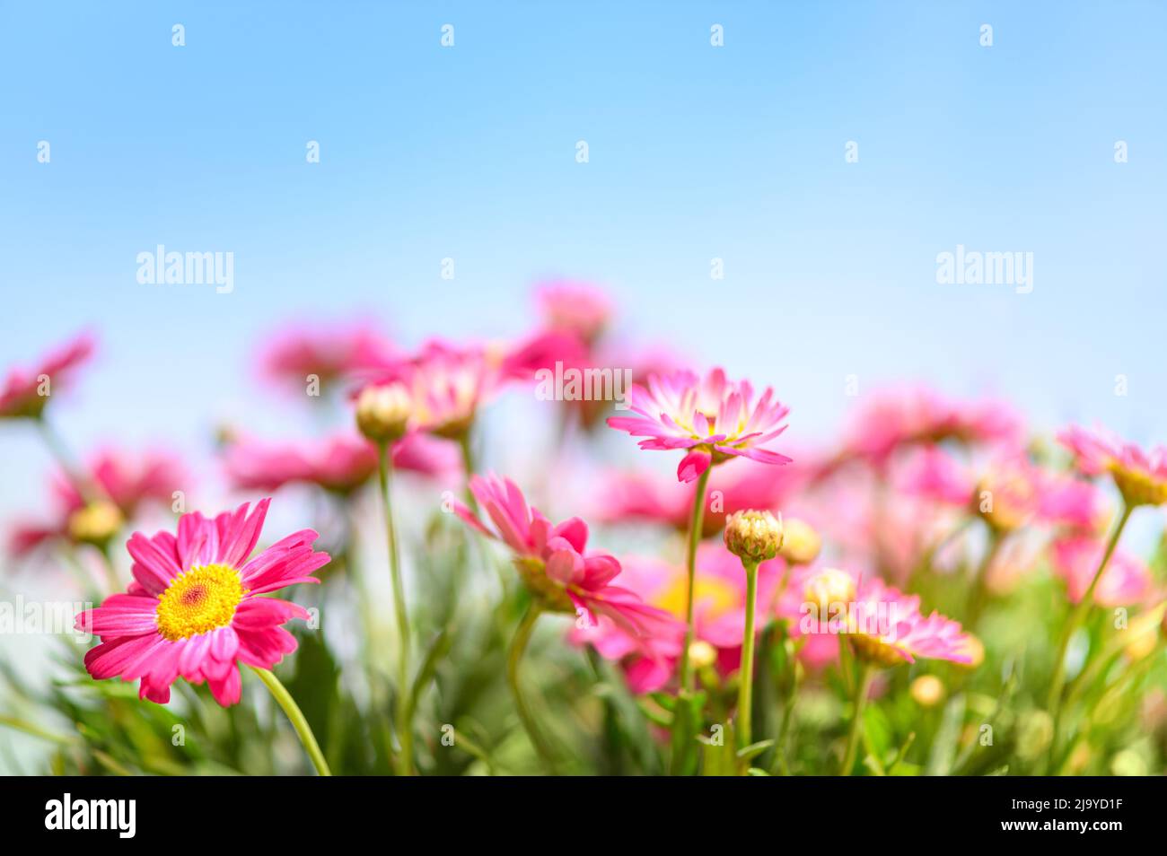 arrière-plan de printemps de fleurs roses Banque D'Images