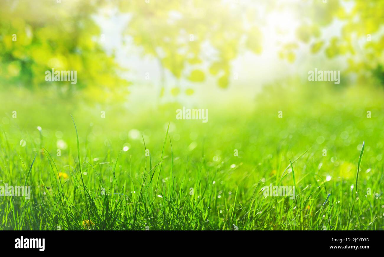fond d'herbe verte avec rayons du soleil et branche verte avec feuilles Banque D'Images