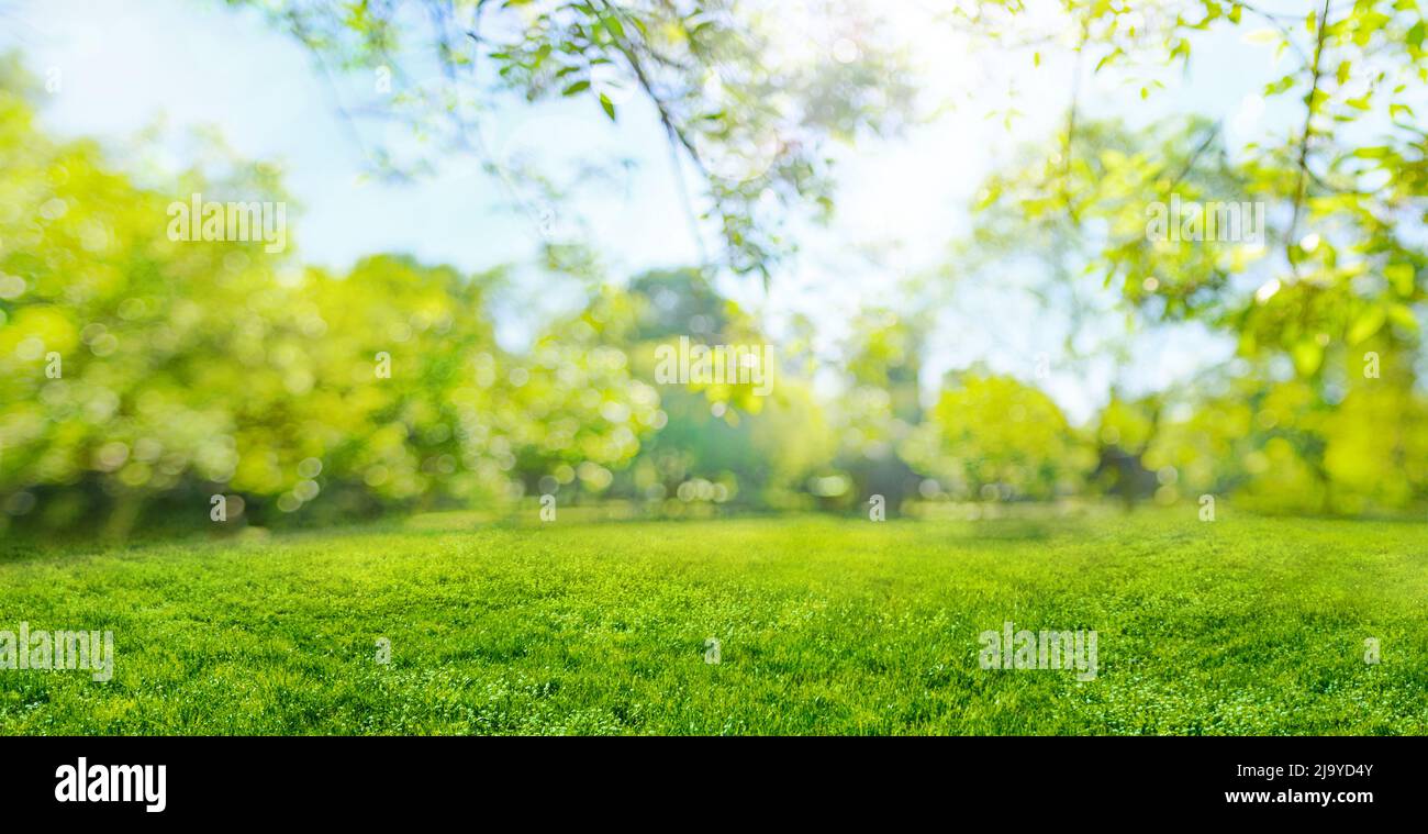 mise au point douce herbe floue sur fond de prairie et arbres dans le parc de printemps Banque D'Images