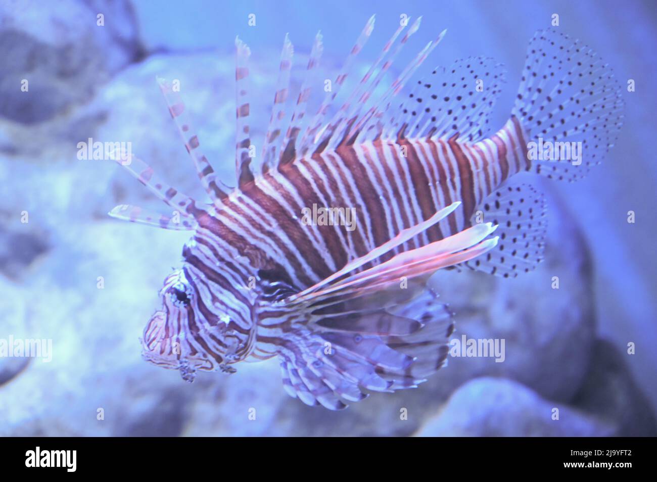 Lionfish nain à nain courte également connu sous le nom de Dendrochirus brachypterus, lionfish nain, dindons à nains courts, morue charbonnière à épine courte ou scorpionfis à épine courte Banque D'Images