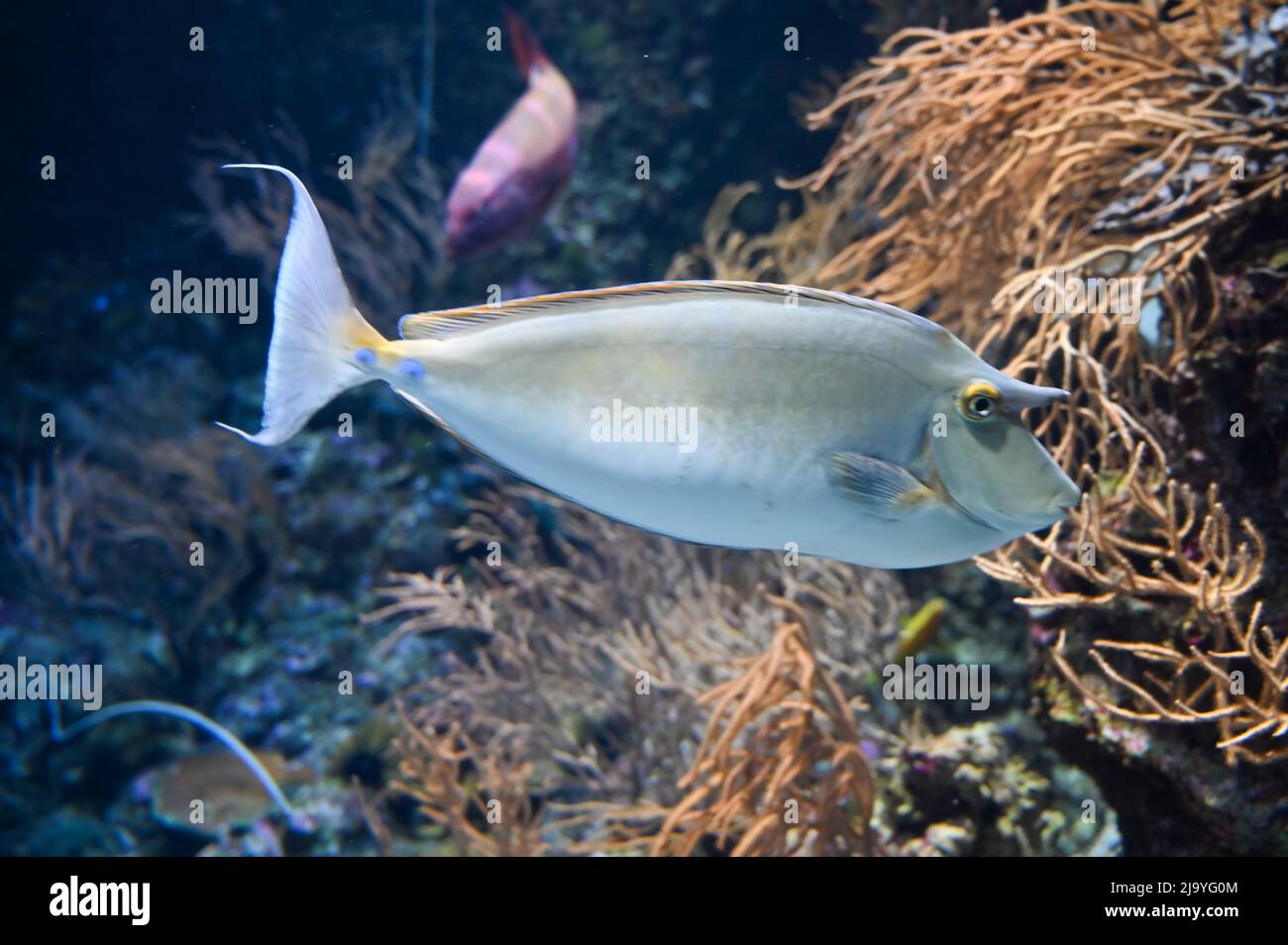 L'unicornfish de la colonne orange également connu sous le nom de Naso lituratus, l'unicornfish de barcheek, le tang de naso, et le poisson licorne de la colonne orange nageant dans le réservoir de poissons d'aquarium Banque D'Images