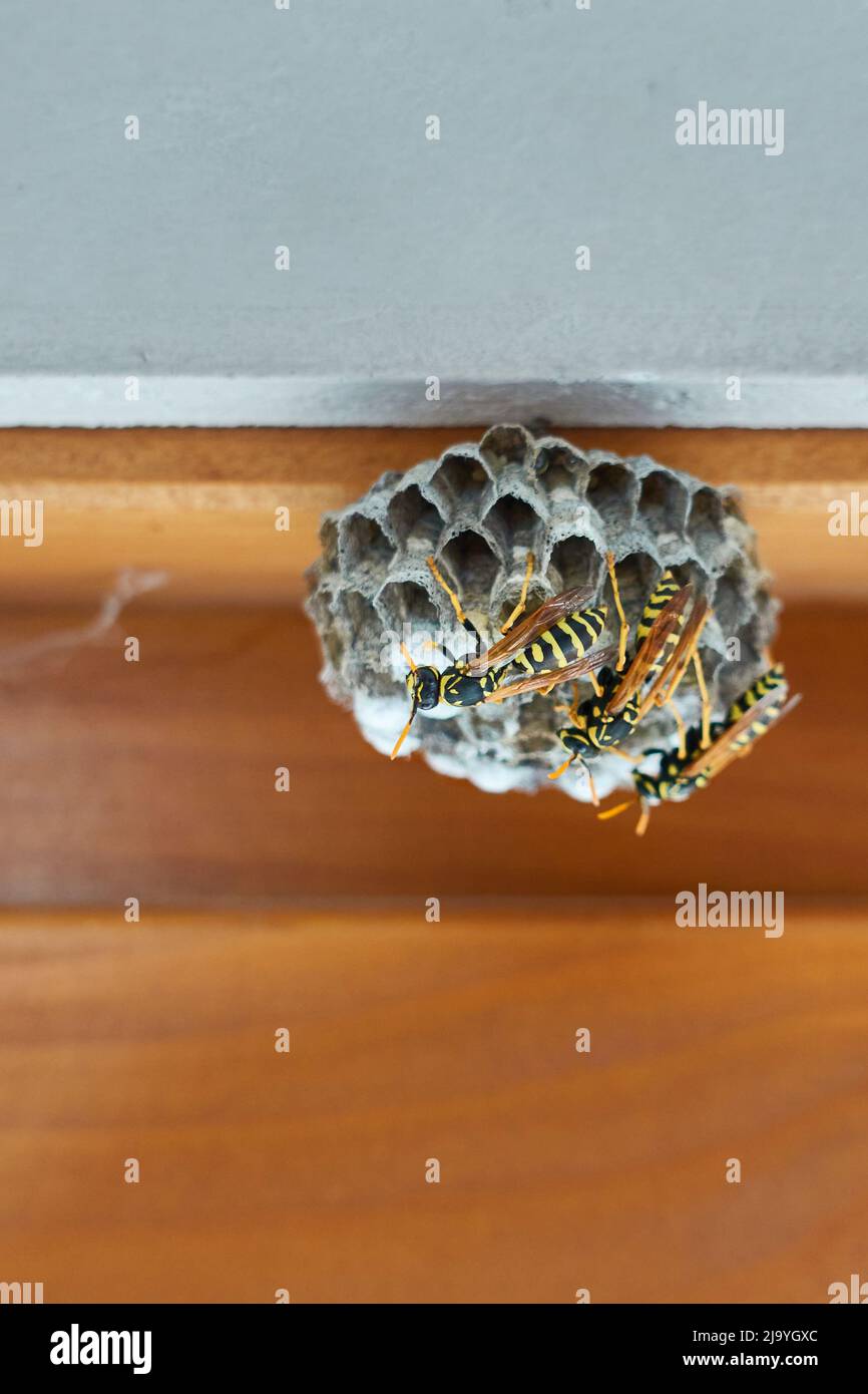 Wasp Nest sur une fenêtre marron révèle avec un mur blanc. Banque D'Images