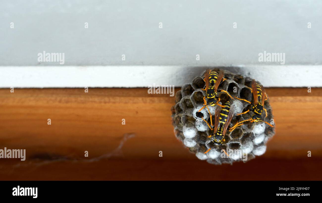 Wasp Nest sur une fenêtre marron révèle avec un mur blanc. Banque D'Images