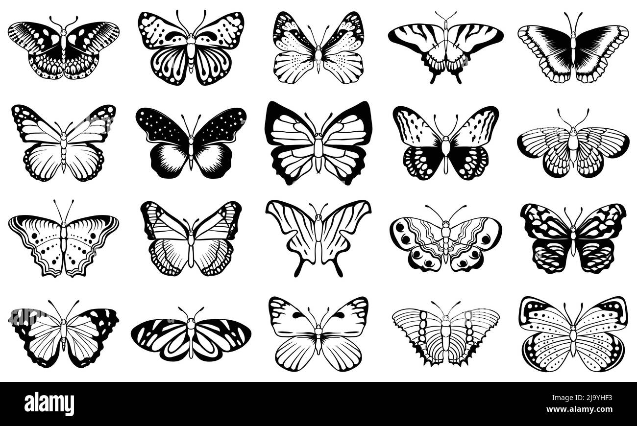 Vector illustration papillon Illustration de Vecteur