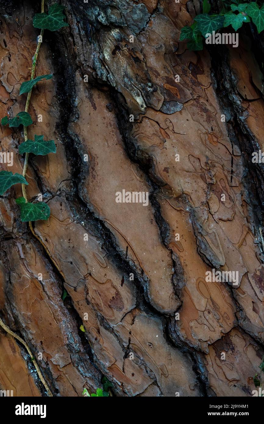 Arbre rugueux surface divisée avec des fissures profondes longitudinalement. Banque D'Images