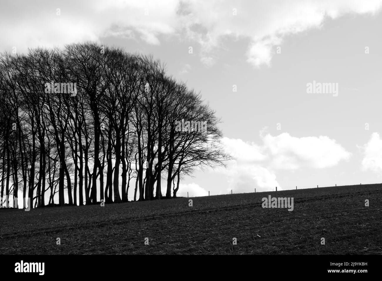 Hackpen Hill, Lambourn Downs, Oxfordshire, Angleterre, Royaume-Uni Banque D'Images