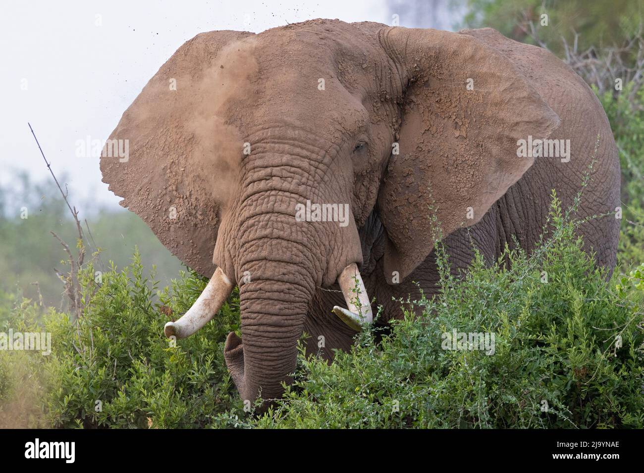 Un gros éléphant d'Afrique (Loxodonta africana) prenant un bain de sable. Banque D'Images