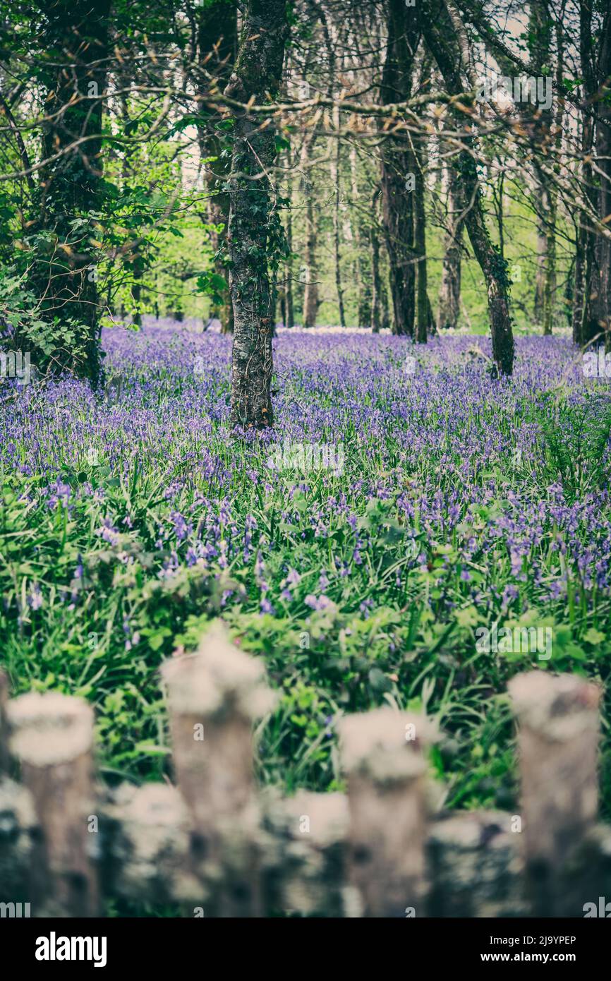 Bluebell wood à Cornwall, England, UK Banque D'Images
