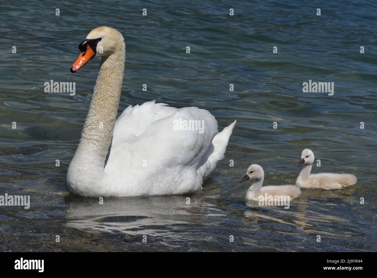 swan avec jungs Banque D'Images