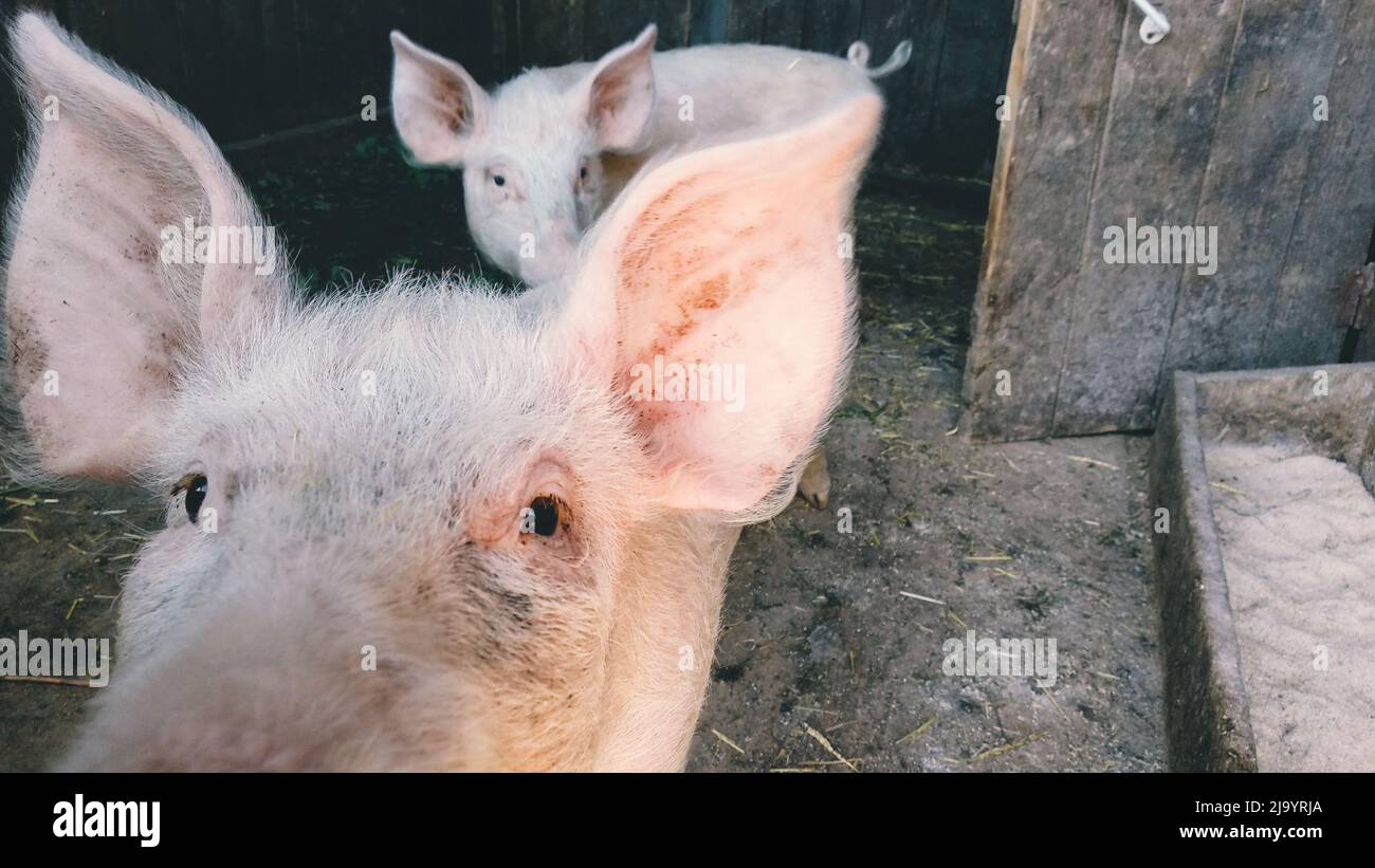 Gros plan d'un porc curieux sur une ferme, ses yeux et ses oreilles Banque D'Images