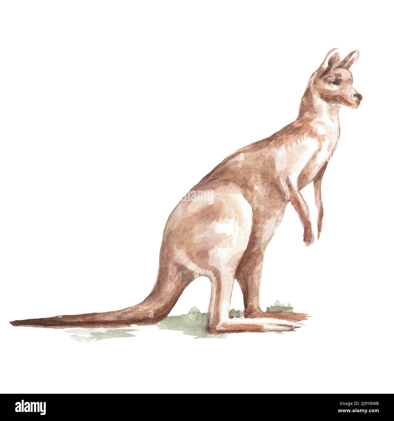 Animaux Australie aquarelle illustration ensemble dessiné à la main séparément kangaroo nature Banque D'Images