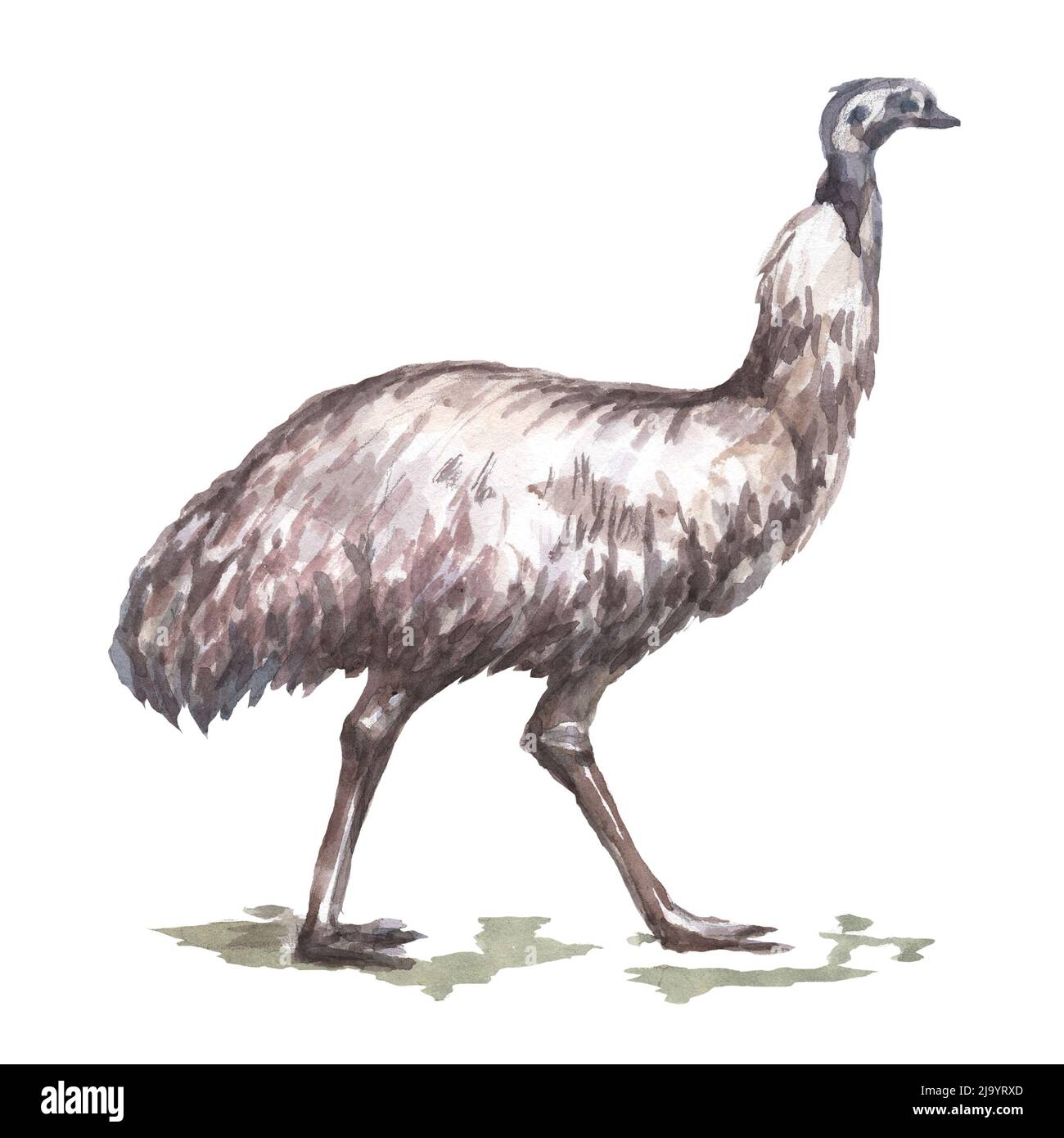 Autruche animaux Australie oiseaux aquarelle illustration dessinée à la main séparément sur fond blanc nature Banque D'Images