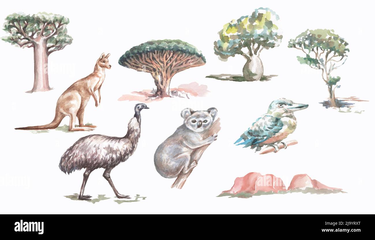 Animaux oiseaux arbres Australie aquarelle illustration dessinée à la main grand ensemble séparément kangaroo ostruch koala kookaburra arbres et la nature Banque D'Images