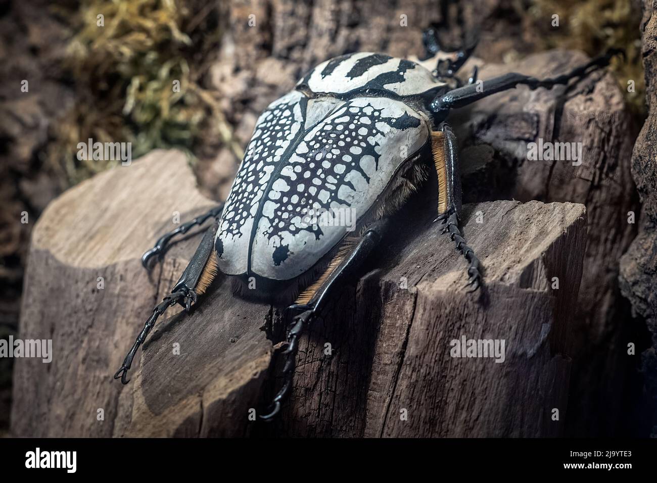 Goliath Beetle, Goliathus. Le plus grand coléoptère d'un tronc d'arbre. Banque D'Images