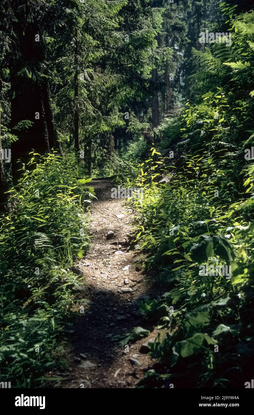 Sentier de randonnée enchanté à travers la forêt protectrice jusqu'au glacier de Bossons, Chamonix-Mont-blanc, France, 1990 Banque D'Images