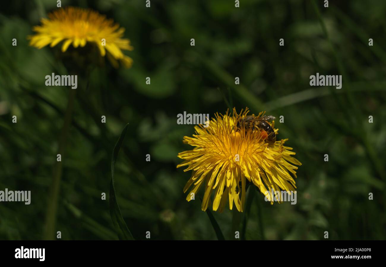 Abeille collectant le pollen sur la fleur jaune Banque D'Images