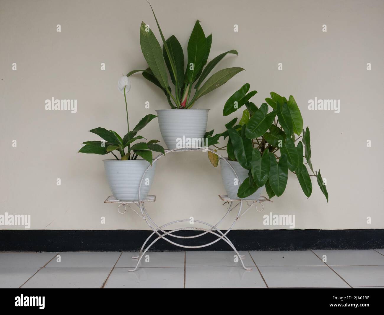 Plante tricolore ornementale variégée de Calathea maranta dans un pot blanc isolé sur blanc dans une vue latérale rapprochée avec copyspace. Rack de pot. Banque D'Images Plante tricolore ornementale variégée de Calathea maranta dans un pot blanc isolé sur blanc dans une vue latérale rapprochée avec copyspace. Rack de pot. Banque D'Images