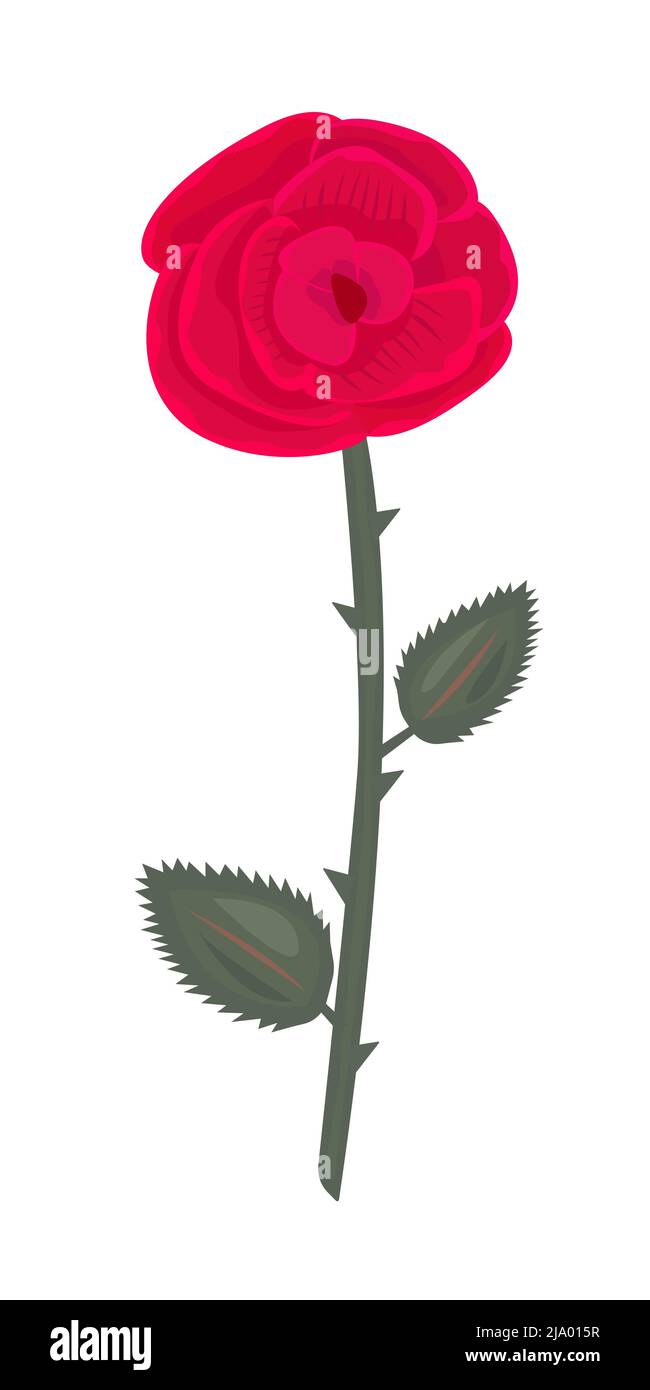 Une rose rouge avec un gros bourgeon et des feuilles Illustration de Vecteur