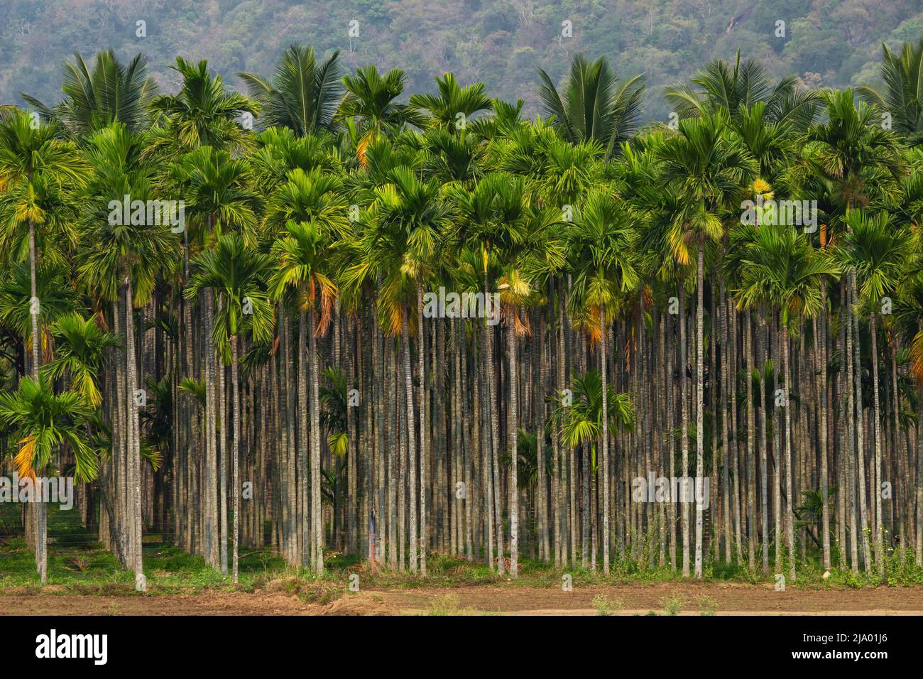Rangées de bétel, Coimbatore, Tamilnadu, Inde Banque D'Images