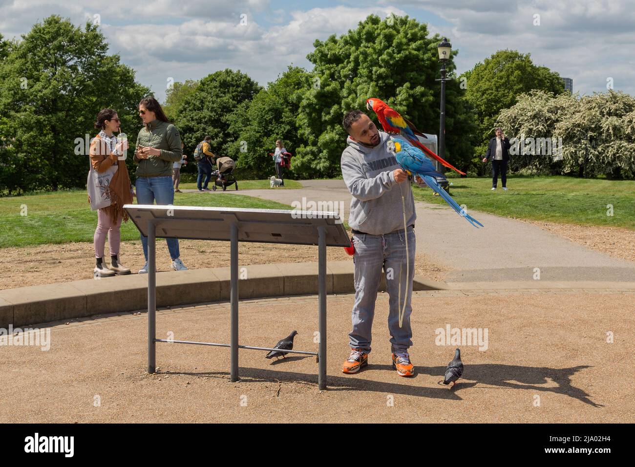 Un homme donne des dents à ses aras magnifiquement colorés après les avoir laissé voler librement autour d'un parc urbain. Banque D'Images