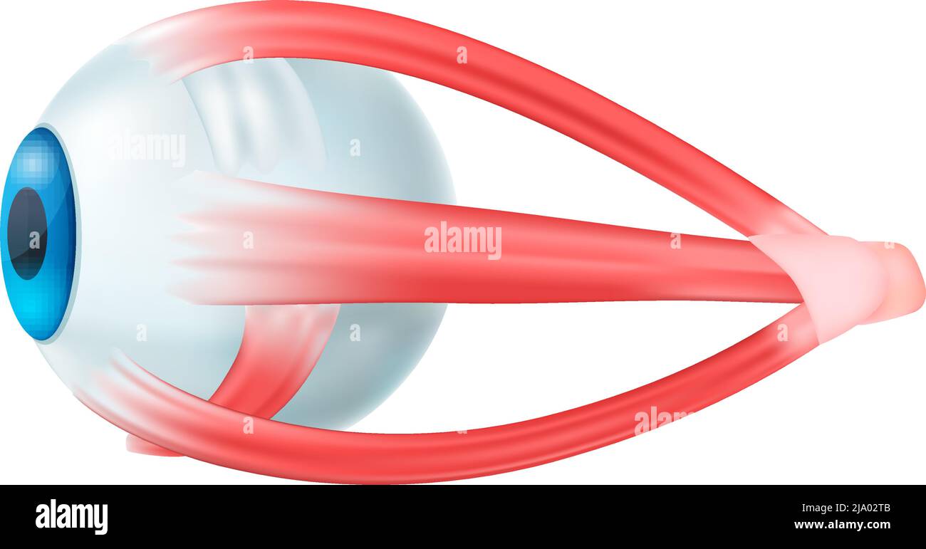 Composition anatomique réaliste des organes internes humains avec image isolée de l'illustration du vecteur du globe oculaire Illustration de Vecteur