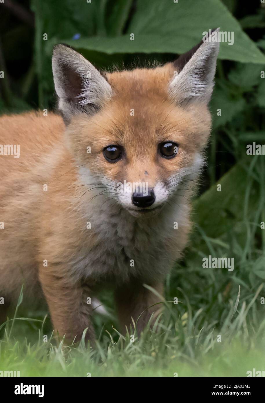 Un jeune renard roux sauvage (Vulpes vulpes) sur le bord de son den, Warwickshire Banque D'Images
