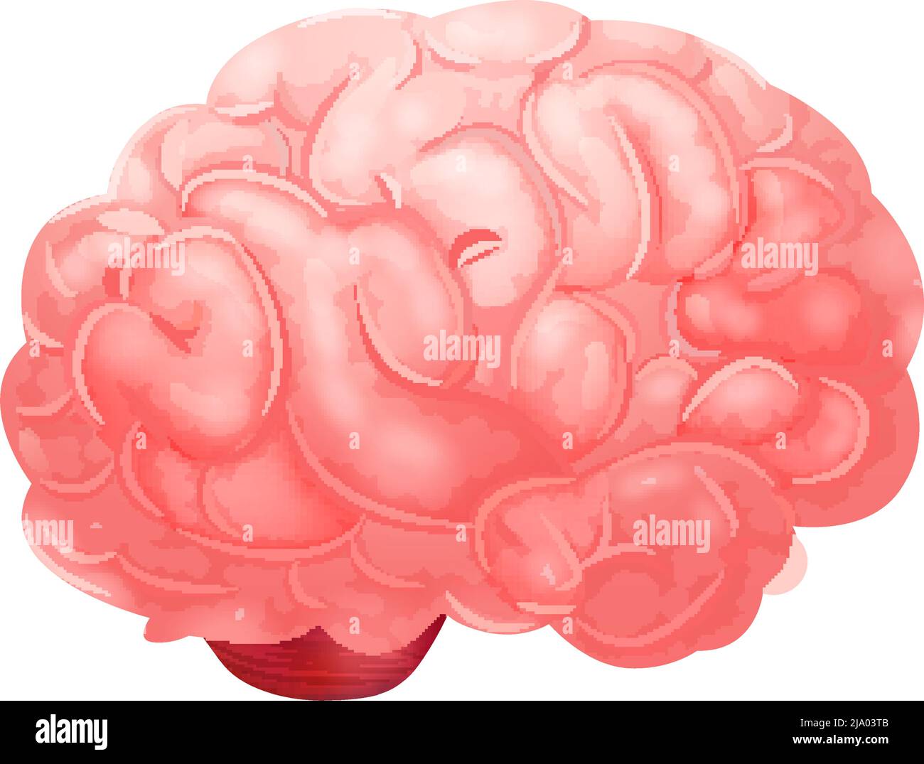 Composition anatomique réaliste des organes internes humains avec image isolée de l'illustration du vecteur cérébral Illustration de Vecteur