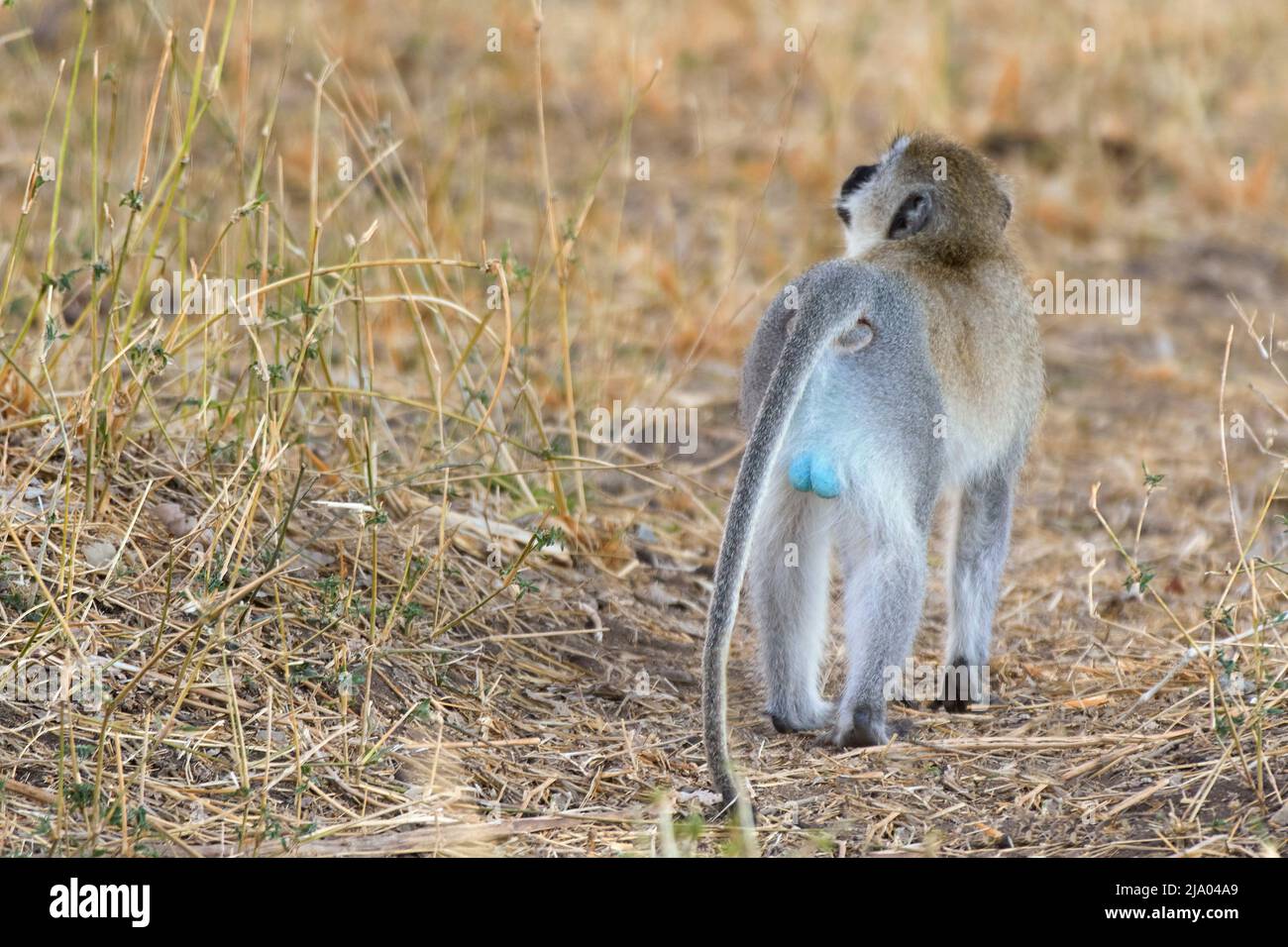 Un singe vervet (Chlorocebus pygerythrus), Parc national du Serengeti central, Tanzanie, Afrique. Banque D'Images