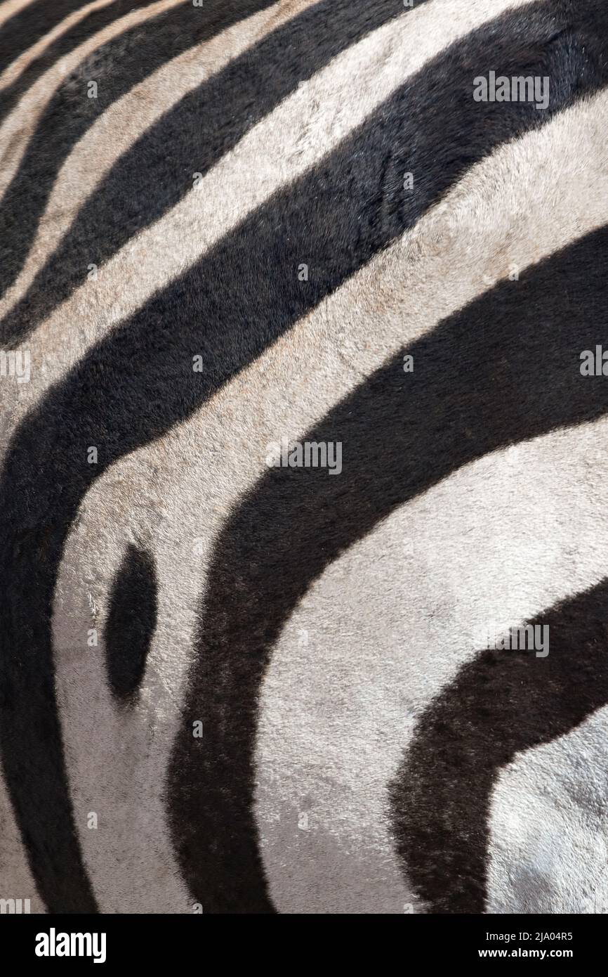 Détail des lignes de texture de peau de zébrée, Parc national du Serengeti, Tanzanie, Afrique. Banque D'Images