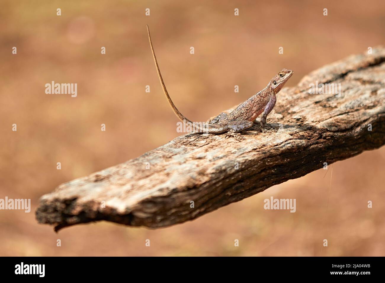 Agama Lizard (Agama Agama), Parc national du Serengeti, Tanzanie, Afrique. Banque D'Images