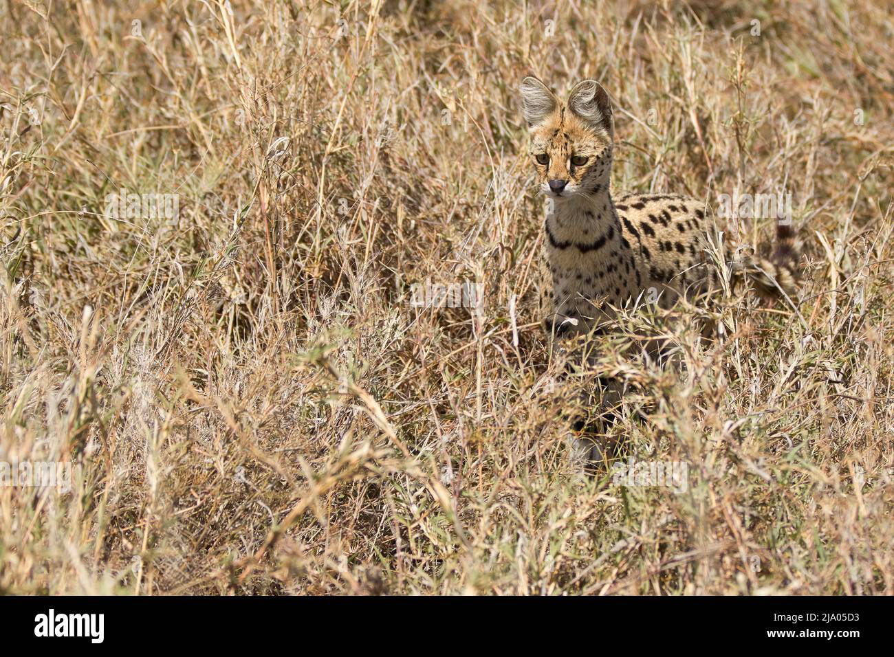 Un chat sauvage servile (Leptalurus serval) debout dans la prairie du Parc national du Serengeti central, Tanzanie, Afrique. Banque D'Images
