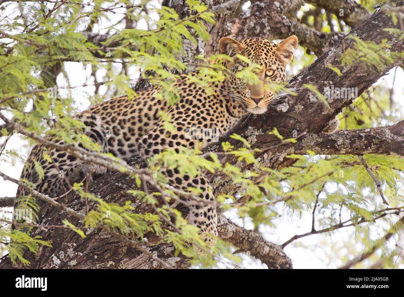 Un léopard africain (Panthera pardus) situé sur un arbre dans le Parc national du Serengeti central, Tanzanie, Afrique. Banque D'Images